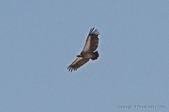 Enlarge photo 188