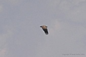 Enlarge photo 189