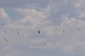 Enlarge photo 190