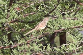 Enlarge photo 196