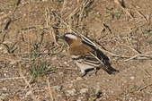 Enlarge photo 204