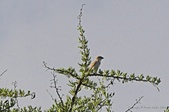 Enlarge photo 205