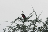 Enlarge photo 207