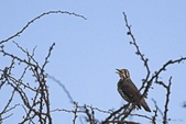 Enlarge photo 209