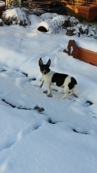 Patsy