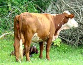 Enlarge photo 9