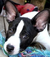 AVAILABLE PUPPIES - 3 FEMALES