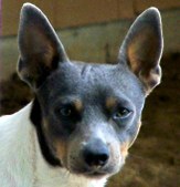 CAL VAL SILVER BULLET - Rest in Peace
