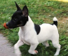 CAL VAL PUPPY - FEMALE $550 - SPOKANE