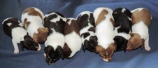 CALVAL2 PUPPIES - 2 WKS OLD in IDAHO