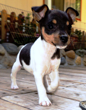 GR CH HALO/ CH REGIS PUPPIES 4/12/14