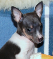 CAL VAL PUPPIES - ALL SOLD