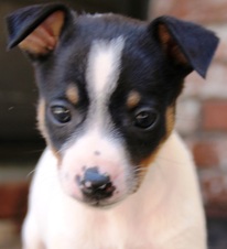 CAL VAL PUPPIES - HEIDI / REGIS ALL SOLD