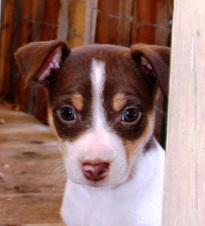 CAL VAL PUPPIES - MACY / ELI 6 WKS OLD