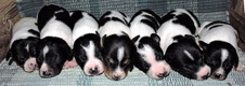 CAL VAL MACY/REGIS PUPS - UPDATED 7/24