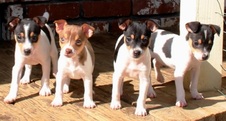 ALL 4 PUPPIES RESERVED - MATTY/TUCKER