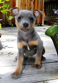CAL VAL PUPPIES - 5 WKS - ALL RESERVED