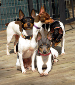 OUR RAT TERRIER LADIES