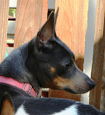 CH CAL VAL ZSA ZSA VON BAITDRIVEN