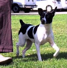 CHAMPION CAL VAL MACY BO COO