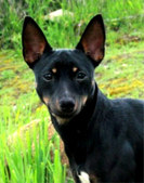 TABLE MOUNTAIN RAT TERRIERS