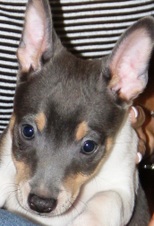CAL VAL BLOODLINES - 3 MIAKODA PUPPIES