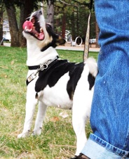 REHOMING 1 RAT TERRIER FEMALE