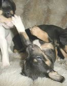 Enlarge photo 13