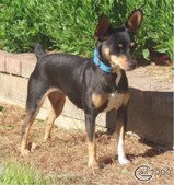 UKC CH CAL VAL SPIFFY LONG STOCKING