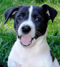 MTN TOP RAT TERRIERS - ONE LEFT