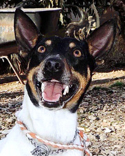 YOUNG ADULT RAT TERRIERS AVAILABLE