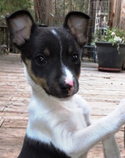 CAL VAL ZEN/REGIS LITTER - ALL SOLD
