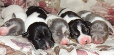 CH ZSAZSA / CH REGIS PUPPIES