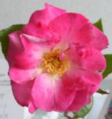 Enlarge photo 30