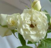 Enlarge photo 29