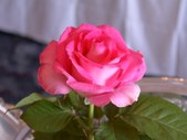 Enlarge photo 1