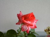 Enlarge photo 26