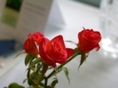 Enlarge photo 30