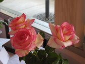 Enlarge photo 38