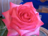 Enlarge photo 1