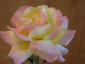 Enlarge photo 7