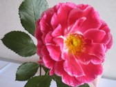 Enlarge photo 18