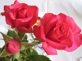 Enlarge photo 52