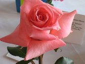 Enlarge photo 53