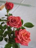 Enlarge photo 59