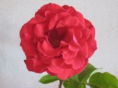Enlarge photo 22