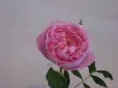 Enlarge photo 171