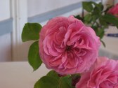 Enlarge photo 173
