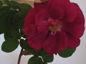 Enlarge photo 175
