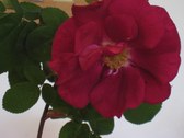 Enlarge photo 176